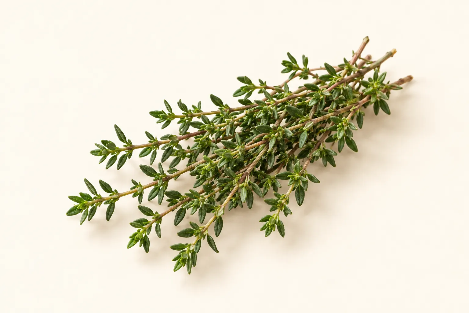 Thyme